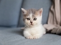 white and grey kitten on grey textile